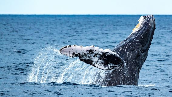 Crucero de avistamiento de ballenas de medio día Whale Whisperer Sydney (2 horas)