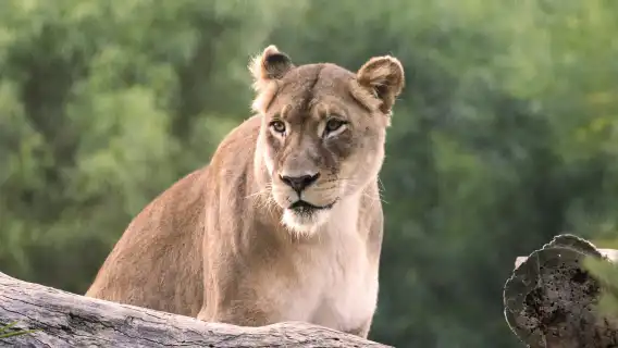 San Diego Zoo Safari Park: Entry Ticket