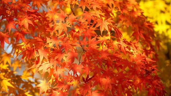 Osaka: Katsuo-ji Temple with Hundreds of Daruma Figures