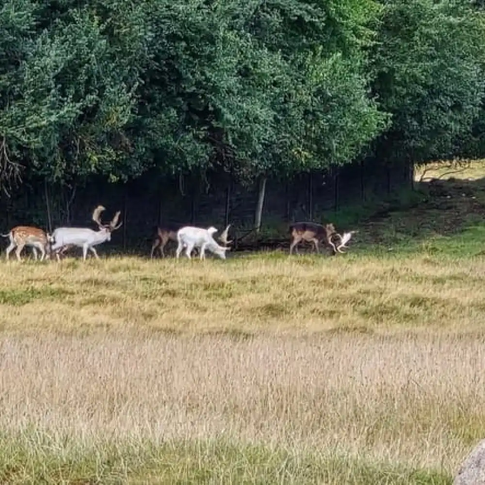 コペンハーゲン：クランペンボーア鹿公園ガイド付きツアー | Trip.com
