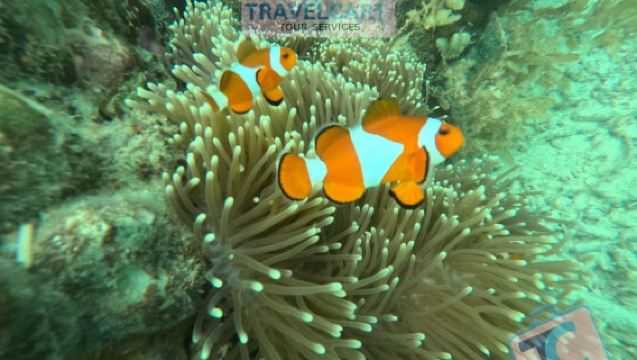 พอร์ต บาร์ตัน: ทัวร์เที่ยวเกาะแบบรวมกลุ่มเต็มวัน แบบ A