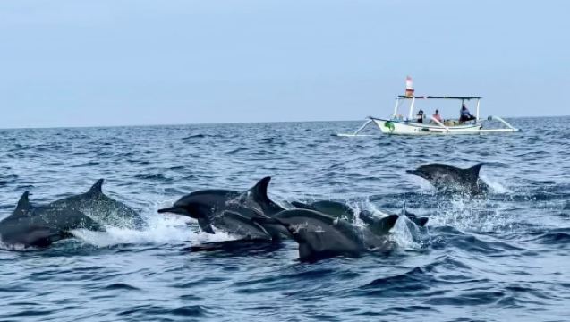 バリ島ロビナビーチでイルカを追うワンデーツアー【シュノーケリング・釣り・ラフティング・火山ATVなどオプション可】