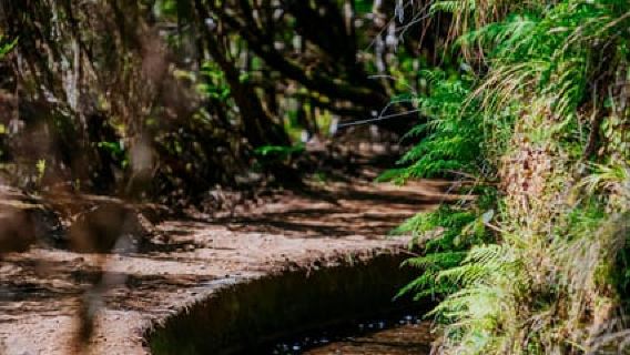 Madeira: PR 18 - Levada do Rei Hike Transfer พร้อมโฮสต์