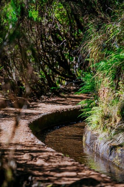Madeira: PR 18 - Trasferimento escursionistico Levada do Rei con l'host