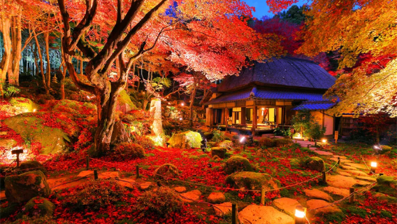 perjalanan satu hari Kuil Hieisan Enryakuji Kyoto, Kuil Omihachiman, dan Light-up Maple Merah Kyorinbo dengan tiket masuk Light-up Gratis