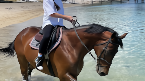 모리셔스 북부 Maritim 승마