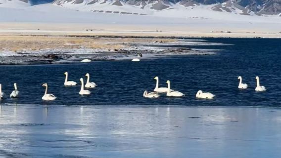 China · Xinjiang · Sayram Lake Private Charter 1-day Tour (8H Private Charter Day Tour with Chinese-speaking Driver)