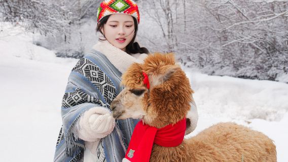 Lawatan sehari ke Pulau Namiseom + Ladang Alpaca + Basikal Keretapi Gangchon Kim Yu-jeong (Berlepas dari Seoul)