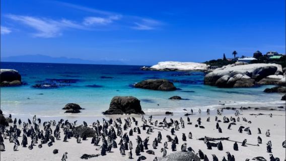 【南非開普敦風光一日遊】桌山+好望角+企鵝灘包車一日遊