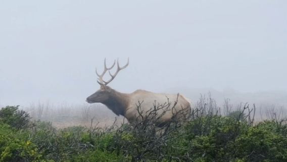 美國洛杉磯出發--舊金山結束-1號公路--包車-精選