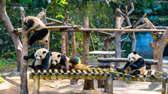 Beijing Private Day Tour to Mutianyu Great Wall and Panda Garden at Beijing Zoo