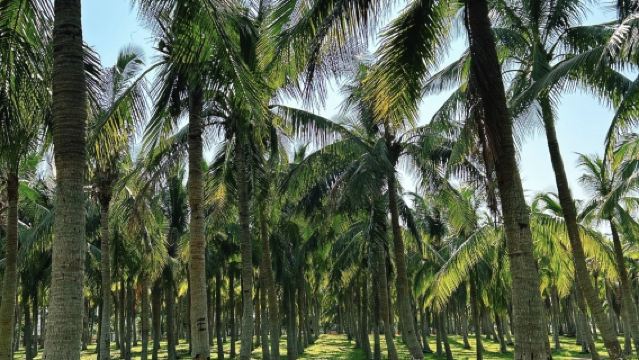Lawatan sehari ke Taman Geologi Gunung Berapi Haikou + Taman Hidupan Liar Tropika + Tanah Lembap Gunung Berapi Tanfengyang