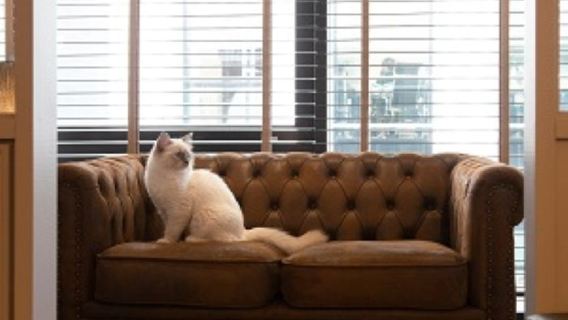 ตั๋วเข้าคาเฟ่แมว MOCHA Lounge (รวมเครื่องดื่ม) — สาขาชิบูย่า พาร์ค สตรีท