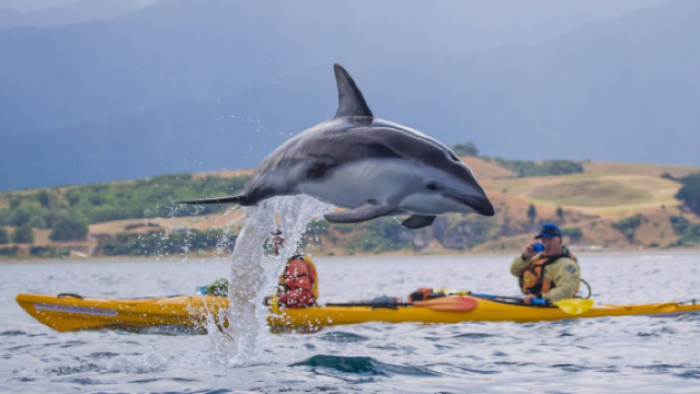 Excursión en kayak de 3 horas por la colonia de focas en Kaikoura, Nueva Zelanda | Aventura en canoa