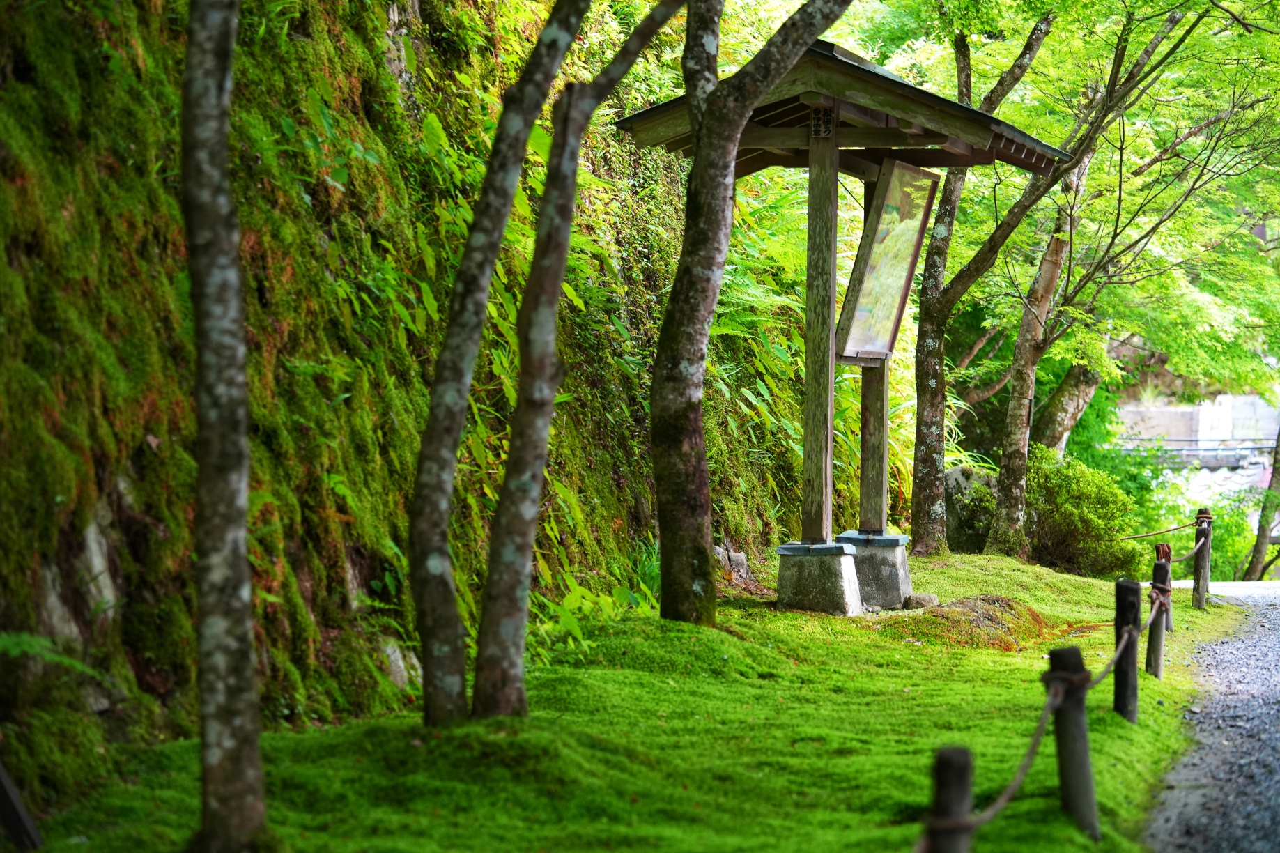 可選保津川漂流/嵐山小火車##嵐山+三千院+貴船神社一日遊