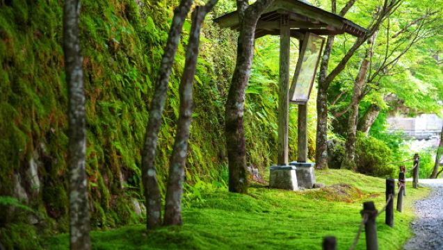 Optional Hozugawa River Rafting/Arashiyama Train##1-Day Tour of Arashiyama, Sanzen-in Temple, and Kibune Shrine