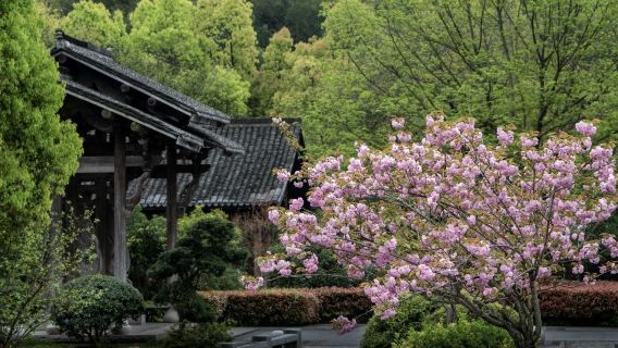 [Hangzhou Lago del Oeste y Templo Lingyin] Visita guiada con explicaciones en múltiples idiomas como inglés, español, ruso, alemán, francés, coreano y japonés