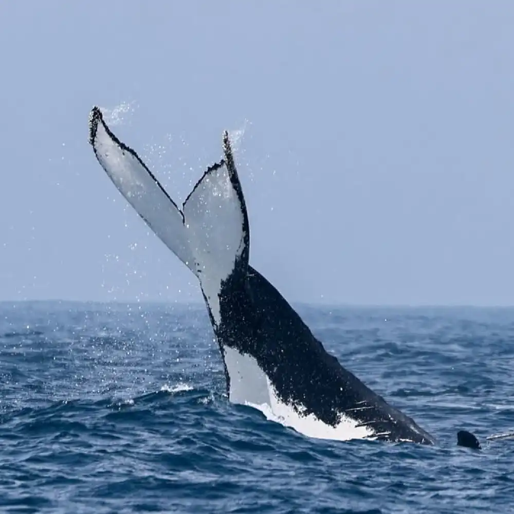 迅速発券】シドニー ホエールウォッチング クルーズ Ocean Extreme