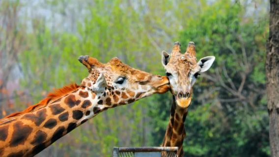 Xi'an Departure Private Day Tour to Qinling Wildlife Park [Vehicle Options Available | Ideal for Group Travel]