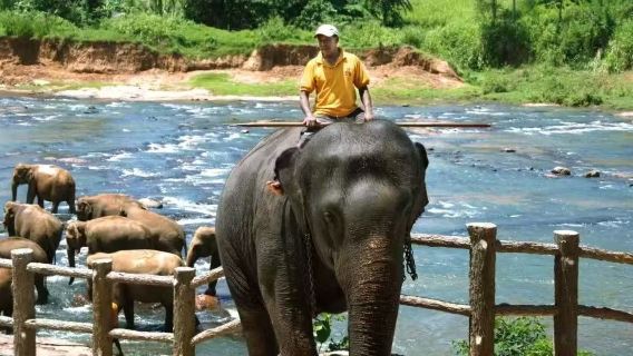Serviço de carro privativo em todo o Sri Lanka/Motorista-guia em inglês: Visita a Pinnawala (Orfanato de Elefantes) sem ingressos incluídos