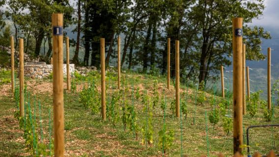 Kotor: Winery with food and wine pairing