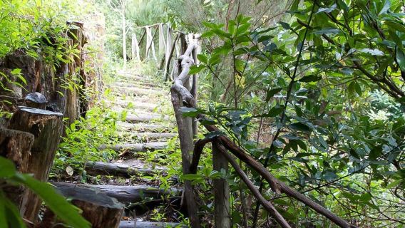 Levada Walk and Caldeirao Verde Waterfalls: Madeira