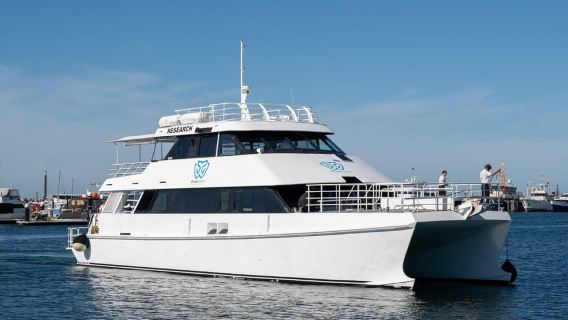 From Fremantle: 2-Hour Luxury Whale-Watching Cruise