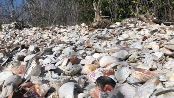 Marco Island: 10,000 Islands 3.5-hr Shelling & Dolphin Tour
