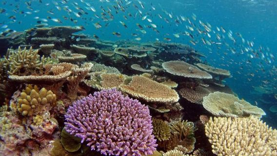 Townsville & Magnetic Island: MOUA & Reef Snorkel Experience