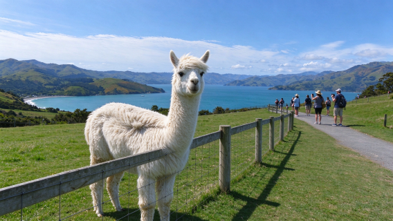 Christchurch 1-day tour | Alpaca farm cute interaction cable car garden visit with tickets and transfers