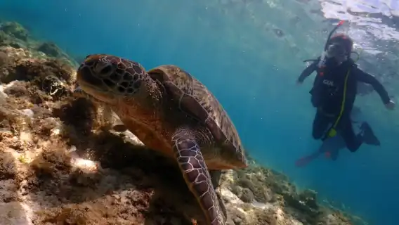 Discover diving scuba diving in Cebu, Philippines (2 Hours) [1 diving at the diving Entrance (Mactan Island)]