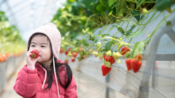 Strawberry Picking + Jam Making + Nami Island + Garden of Morning Calm Lighting Festival 1-Day Tour