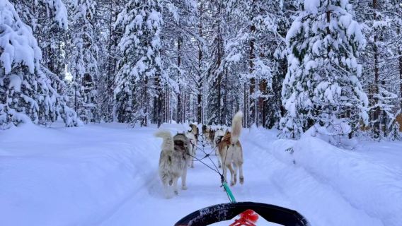 Traîneau à chiens à la piscine Lathrop Hamme de Fairbanks, États-Unis