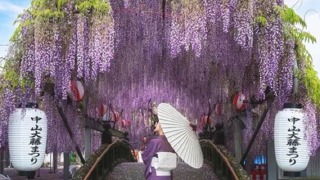 Tour di un giorno a Kitakyūshū: Porto di Moji, Mercato di Karato, Santuario Miyajidake/Giardino Fuji di Kawachi