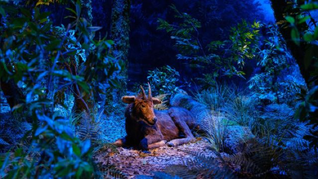 Huzhou Anji: Lawatan Keluarga Sehari ke Taman Herba Zhongnan + Muzium Semula Jadi + Kereta Api Ladang Eropah C