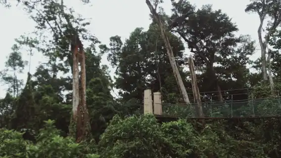 ทัวร์เดินป่า Sedim Rainforest and Canopy Walk - ตัวเลือกทัวร์แบบแบ่งปัน| มาเลเซีย