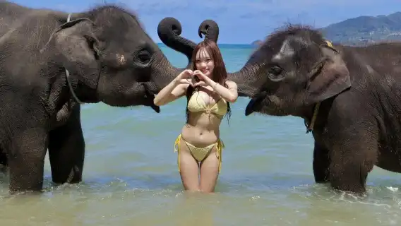 プーケット発|ラッキービーチ 象との触れ合い+写真撮影体験