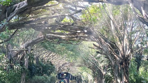JinghongTours