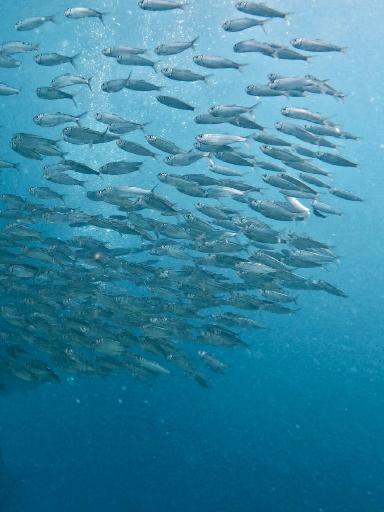 Bohol Island Southern Farm & Bohol Bee Farm & Napaling Sardine Snorkeling Tour