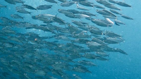 Partenza da Dumaguete, Filippine: osservazione degli squali balena a Oslob e gita di un giorno alle sardine a Moab