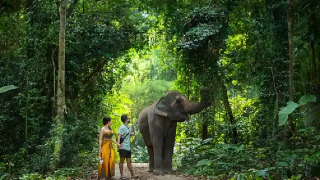 【普吉島|大象營半日遊】:自然課堂·與大象親密互動|自製象食/餵食互動/泥漿 SPA|飯店接駁