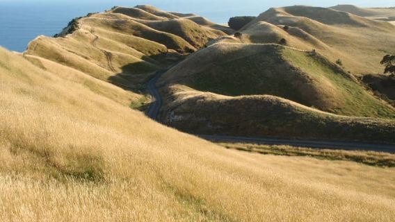 Napier: Cape Kidnappers Gannet, Nature & Sightseeing Tour