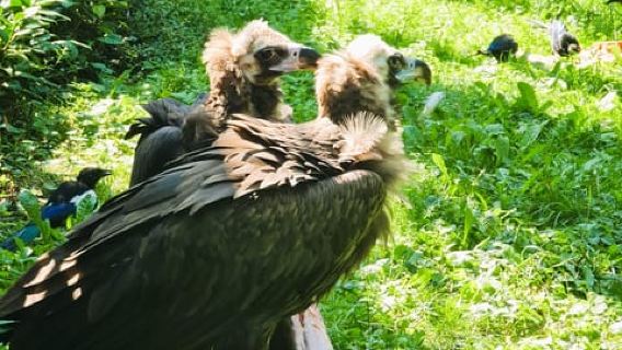 Praga: Audioguía del Zoológico de Praga con entrada electrónica