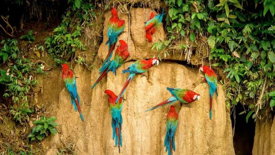 Madre de Dios: Lake Saldoval + Visit to the Macaws