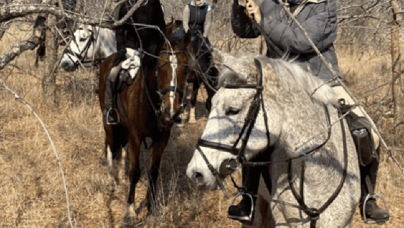 Franschhoek: Excursión de día completo a caballo y cata de vinos