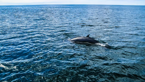 Iceland lava tunnel + whale watching cruise combo tour (daily departures/classic cruise)