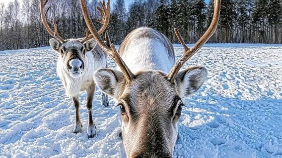 雪鄉一日遊【包車自由行|車型可選|純玩無套路】亞布力起止