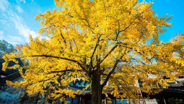無錫靈山勝境+惠山古鎮+寄暢園一日遊【無錫市內 環太湖公路】