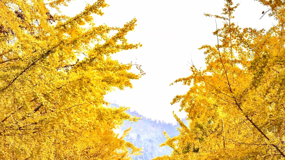 【季節限定】韶關南雄銀杏·帽子峰包車一日遊