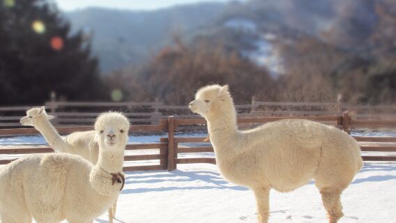 Giới hạn mùa đông | Xuất phát từ Seoul: Đảo Nami + Thung lũng Nareubawi + Thế giới lạc đà không bướu